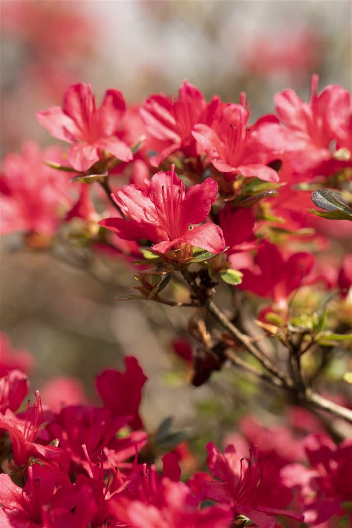 Rhododendron obtusum 'Hino-crimson', leuchtend rot, 20&ndash;25 cm - Bild 1