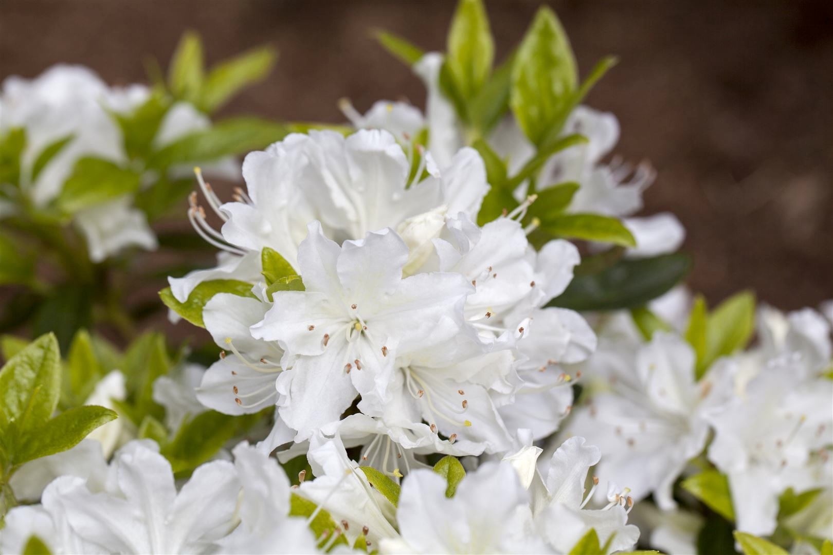 Rhododendron obtusum 'Palestrina', wei&szlig;, 20&ndash;25 cm - Bild 1