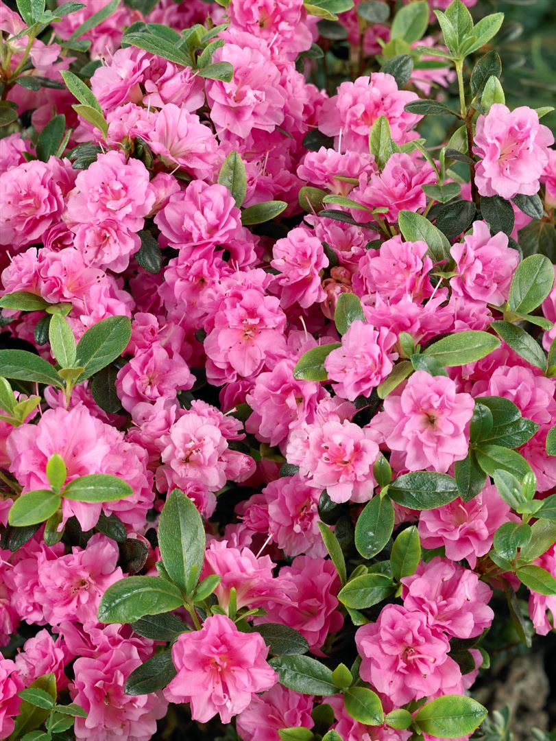Rhododendron obtusum 'Rosebud', Azalee, rosa Bl&uuml;ten, 20&ndash;25 cm - Bild 1