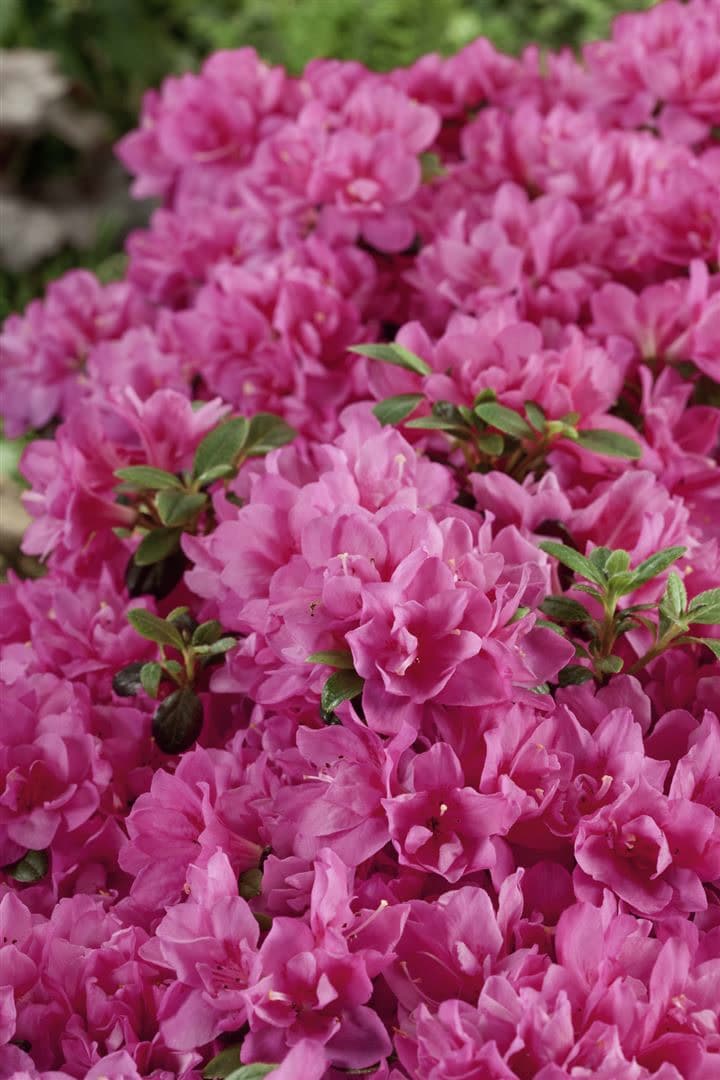 Rhododendron obtusum 'Petticoat', Azalee, rosa, 20&ndash;25 cm - Bild 1