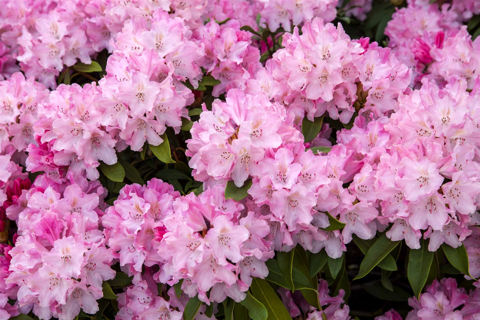 Rhododendron yakushimanum 'Tina Heinje', rosa Bl&uuml;ten, 20&ndash;25 cm - Bild 1