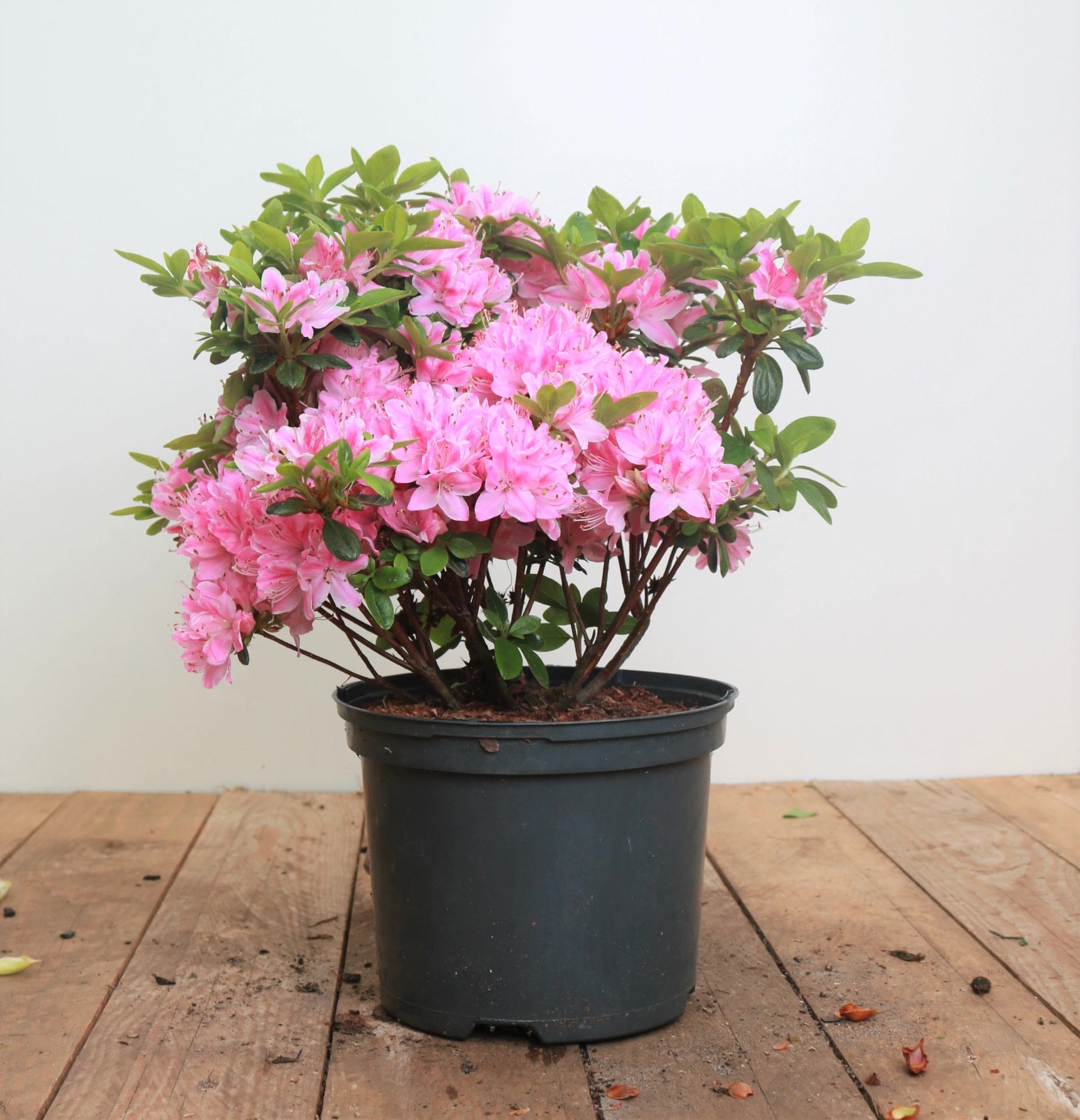 Rhododendron obt. 'Kermesina Rose', rosa Bl&uuml;ten, 30&ndash;40 cm - Bild 1