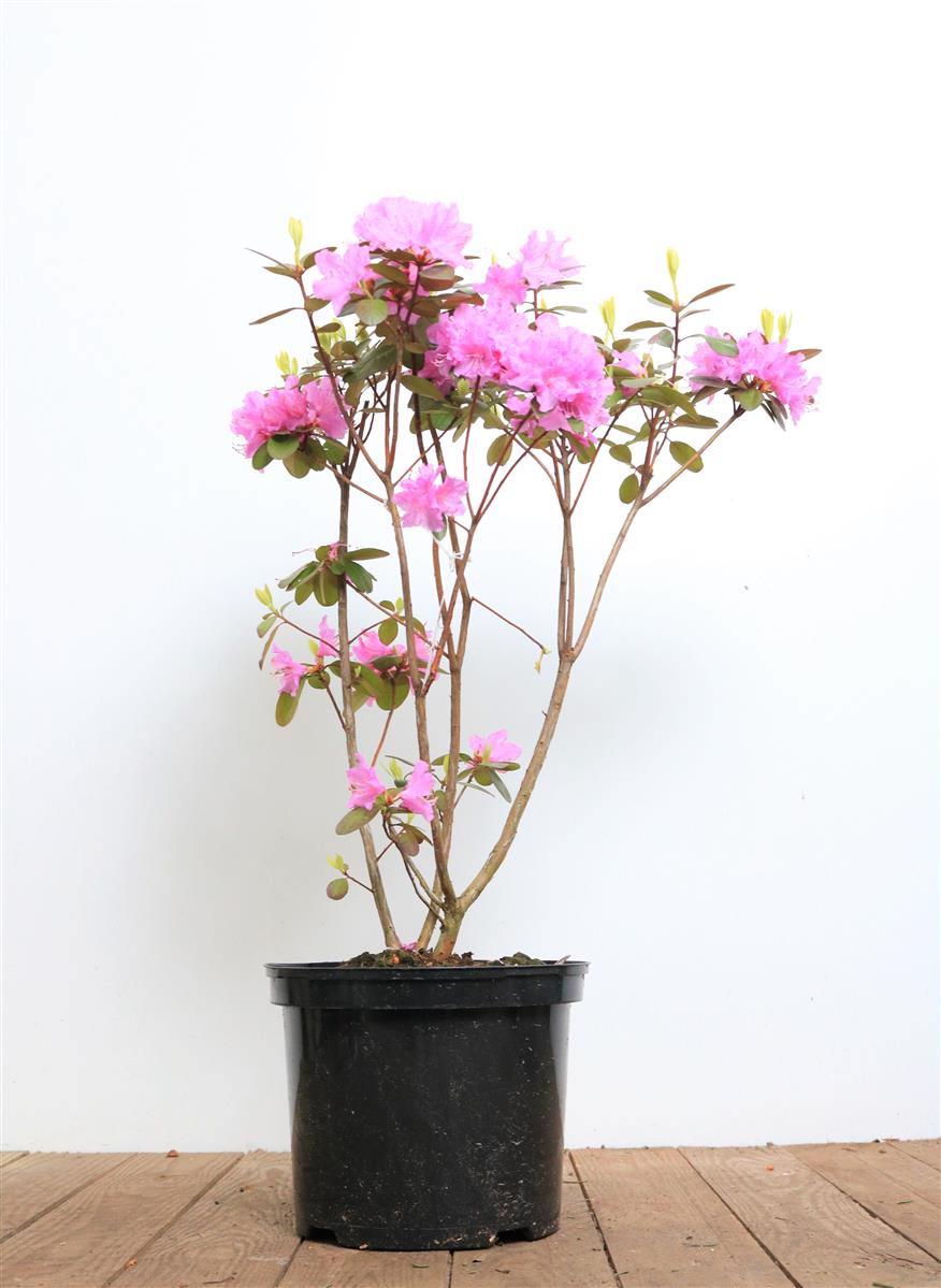 Rhododendron carolinianum 'P.J.Mezitt', rosa Bl&uuml;ten, 30&ndash;40 cm - Bild 1
