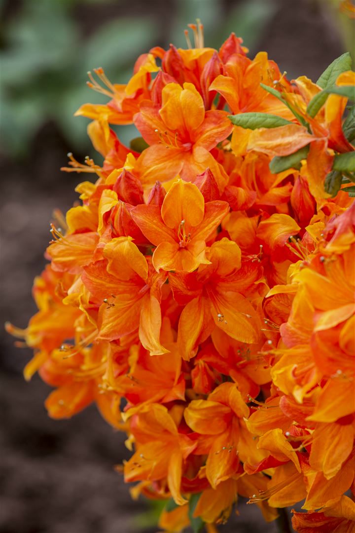 Rhododendron luteum 'Klondyke', gelb-orange, 30&ndash;40 cm - Bild 1