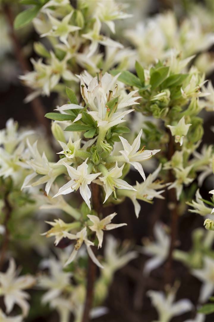 Rhododendron atlanticum, Azalee, wei&szlig;-rosa, 30&ndash;40 cm - Bild 1