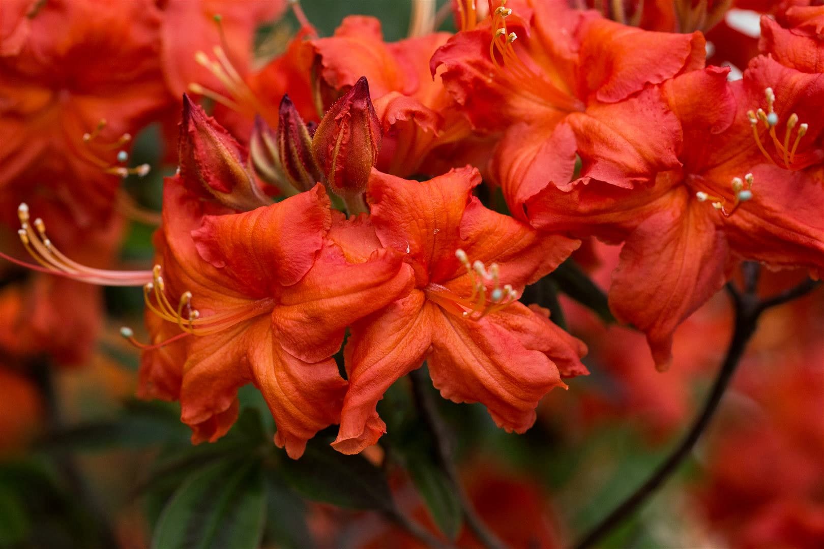Rhododendron luteum 'Balzac', gelb, 30&ndash;40 cm - Bild 1
