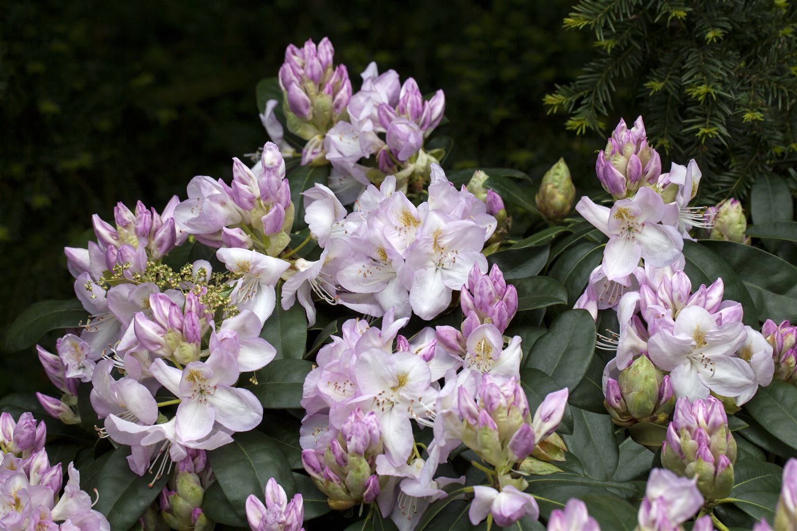 Rhododendron Hybr. 'Gomer Waterer', Rhododendron, wei&szlig;-rosa, 30&ndash;40 cm - Bild 1