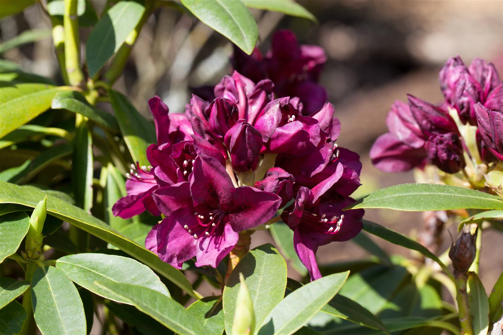Rhododendron Hybr. 'Polarnacht', dunkelviolett, 30&ndash;40 cm - Bild 1