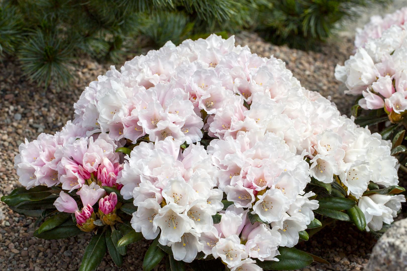 Rhododendron yakushimanum 'Edelwei&szlig;', wei&szlig;, 20&ndash;25 cm - Bild 1