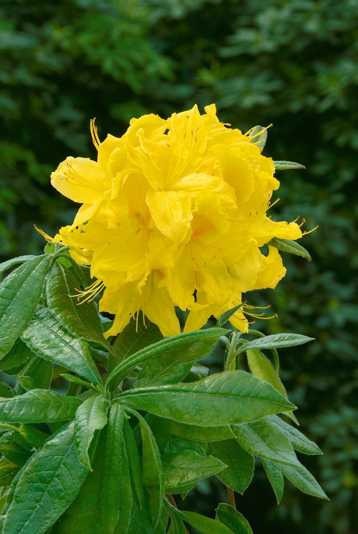Rhododendron luteum 'Goldst&uuml;ck', gelb, 30&ndash;40 cm - Bild 1