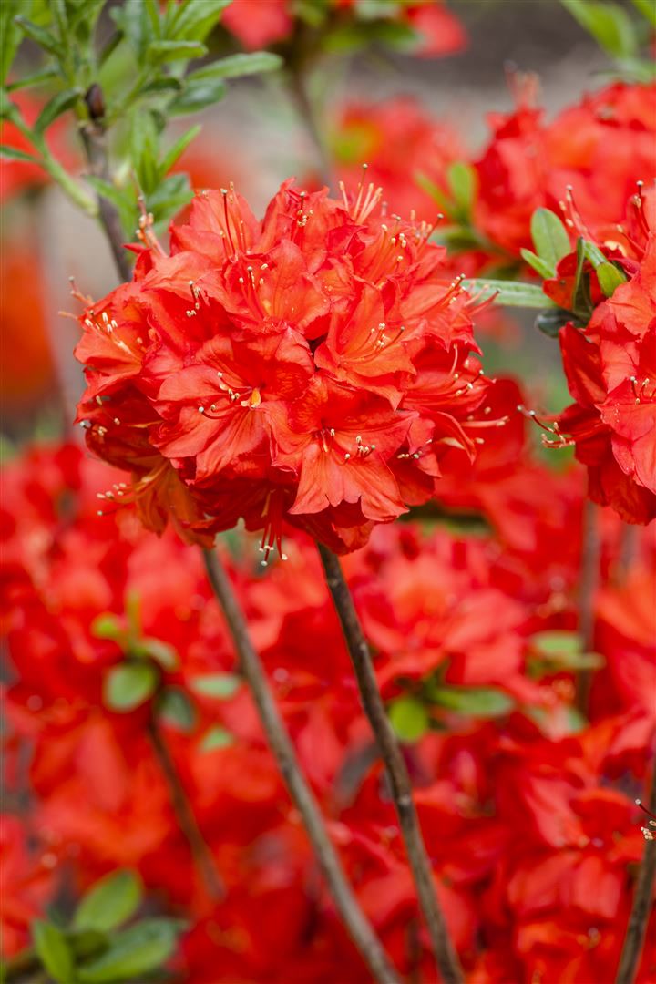 Rhododendron luteum 'Nabucco', leuchtend rot, 30&ndash;40 cm - Bild 1