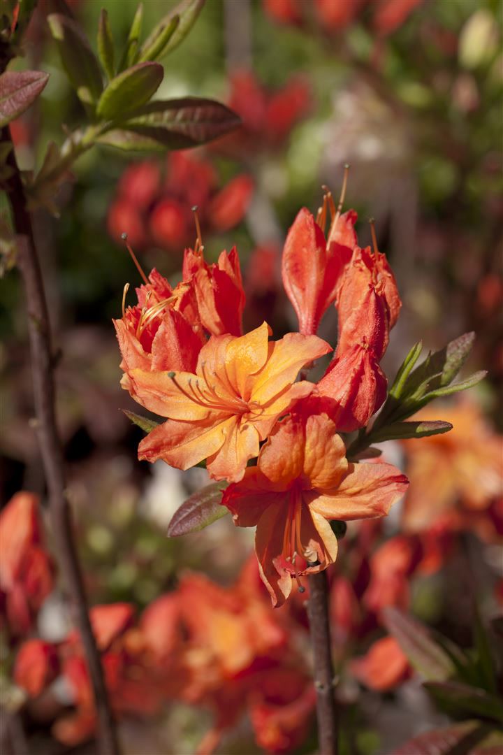 Rhododendron luteum 'Rumba', gelb-rot, 30&ndash;40 cm - Bild 1