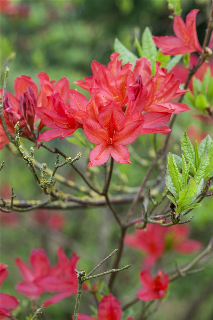 Rhododendron luteum 'Satan', gelb, 30&ndash;40 cm - Bild 1