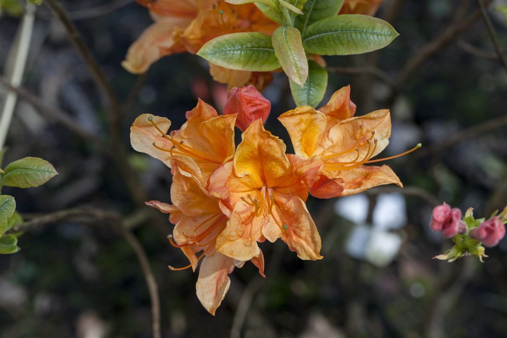 Rhododendron luteum 'Glowing Embers', gelb-orange, 40&ndash;50 cm - Bild 1