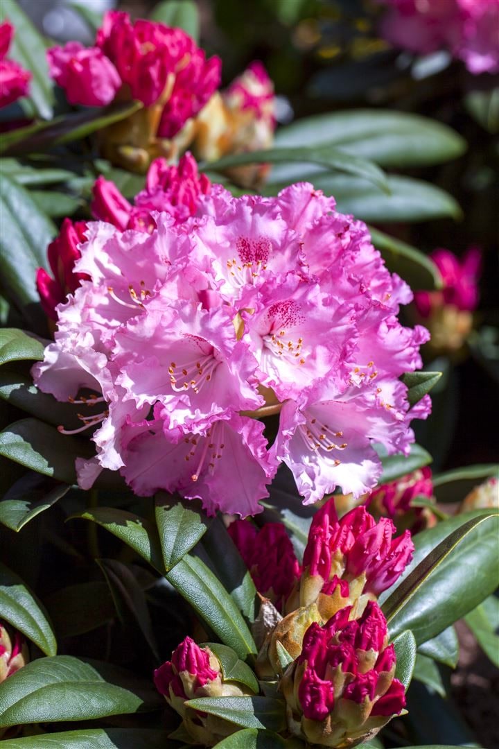 Rhododendron yakushimanum 'Arabella', rosa Bl&uuml;ten, 25&ndash;30 cm - Bild 1