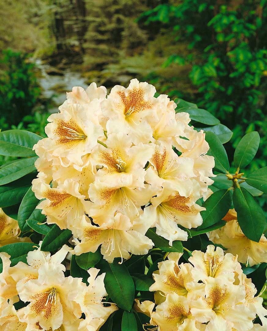 Rhododendron Hybr. 'Bernstein', gelb-orange, 30&ndash;40 cm - Bild 1