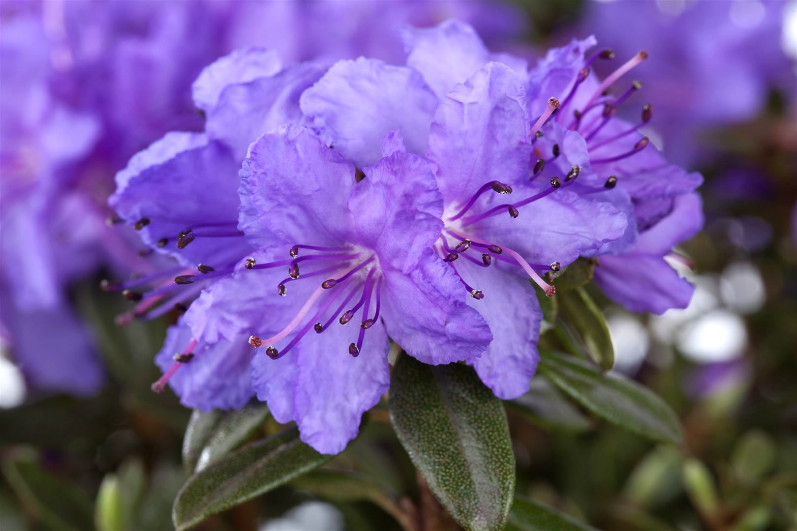 Rhododendron impeditum 'Gristede', Zwerg-Rhododendron, lila, 25&ndash;30 cm - Bild 1