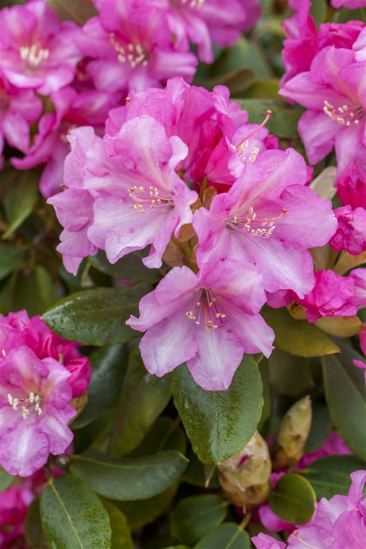 Rhododendron yakushimanum 'Blurettia', rosa Bl&uuml;ten, 25&ndash;30 cm - Bild 1
