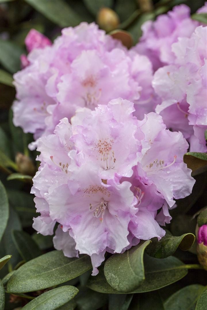 Rhododendron yakushimanum 'Silberwolke', wei&szlig;, 25&ndash;30 cm - Bild 1