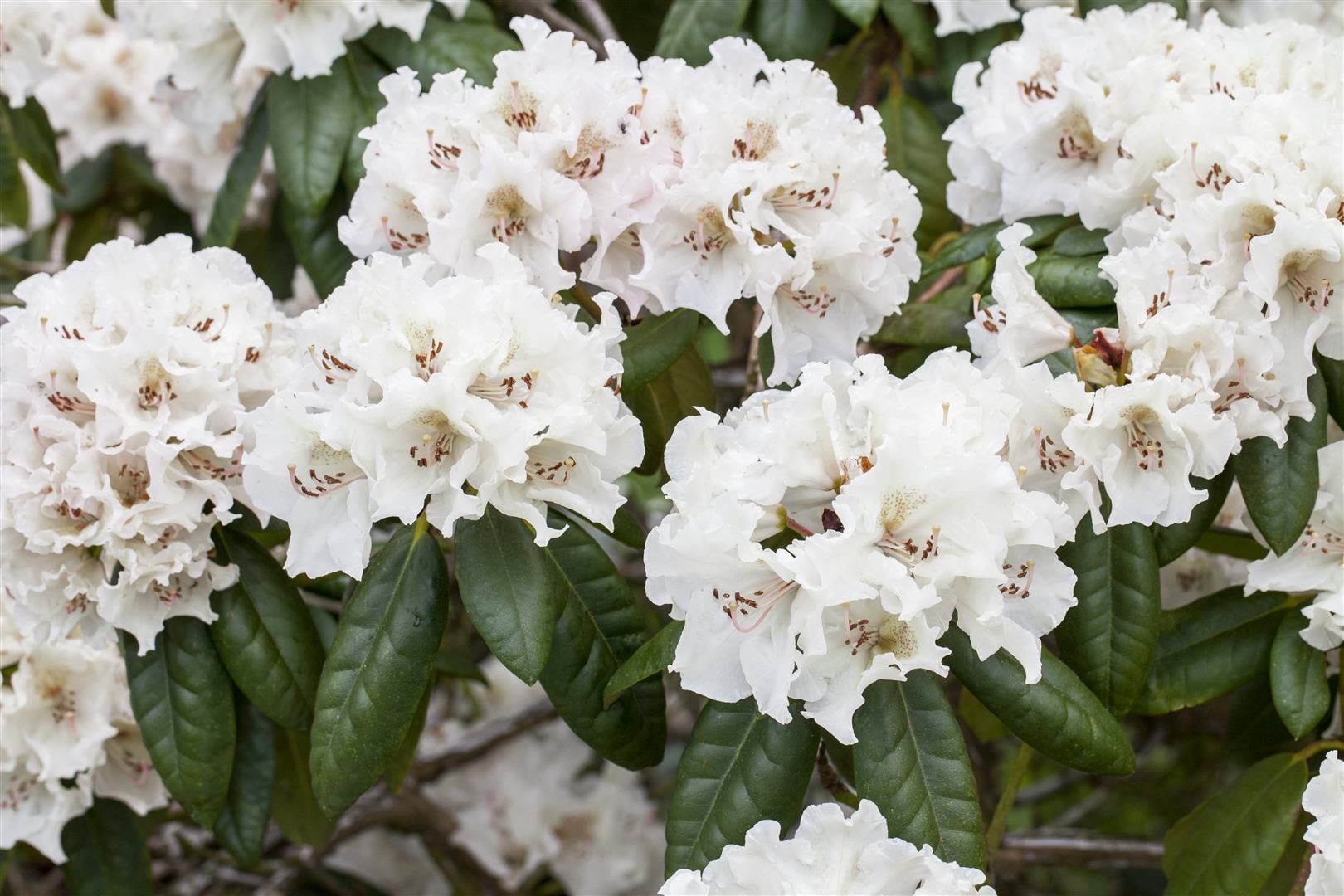 Rhododendron Hybr. 'Bellini', rosa Bl&uuml;ten, 30&ndash;40 cm - Bild 1
