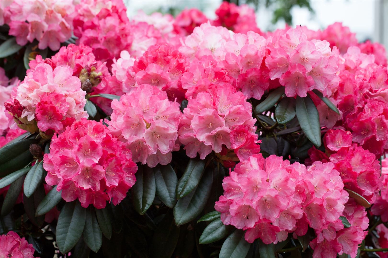Rhododendron yakushimanum 'Fantastica', rosa-rot, 30&ndash;40 cm - Bild 1