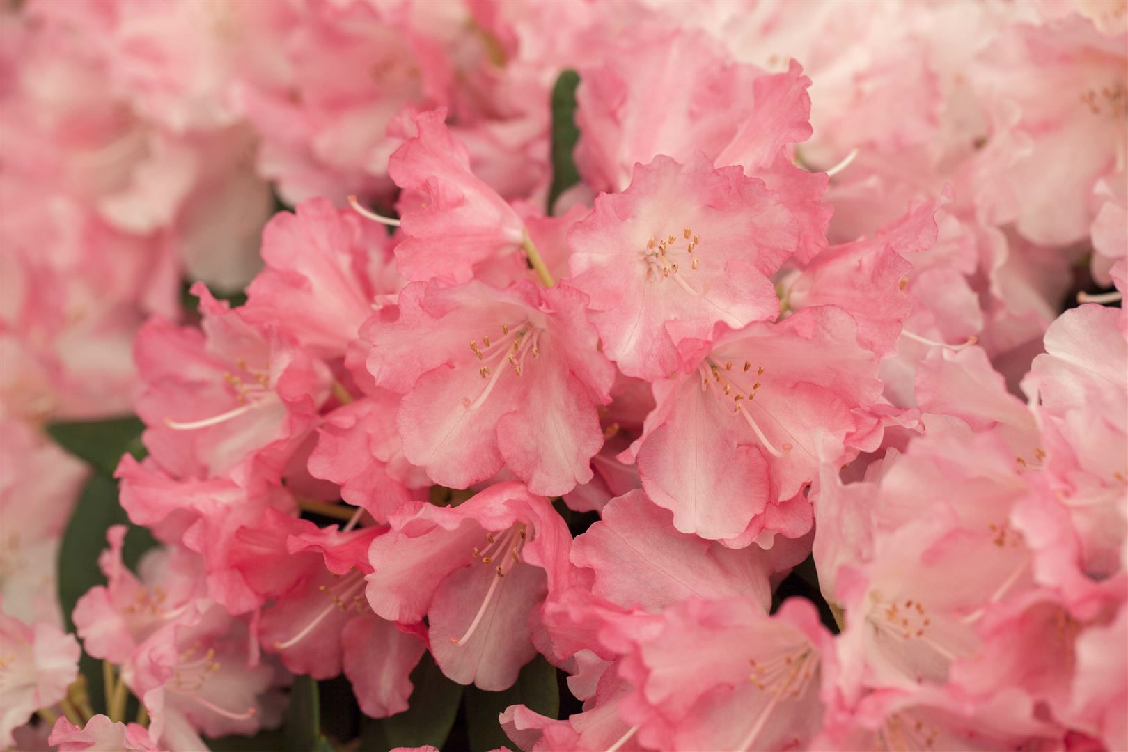 Rhododendron yakushimanum 'Marlis', rosa Bl&uuml;ten, 30&ndash;40 cm - Bild 1