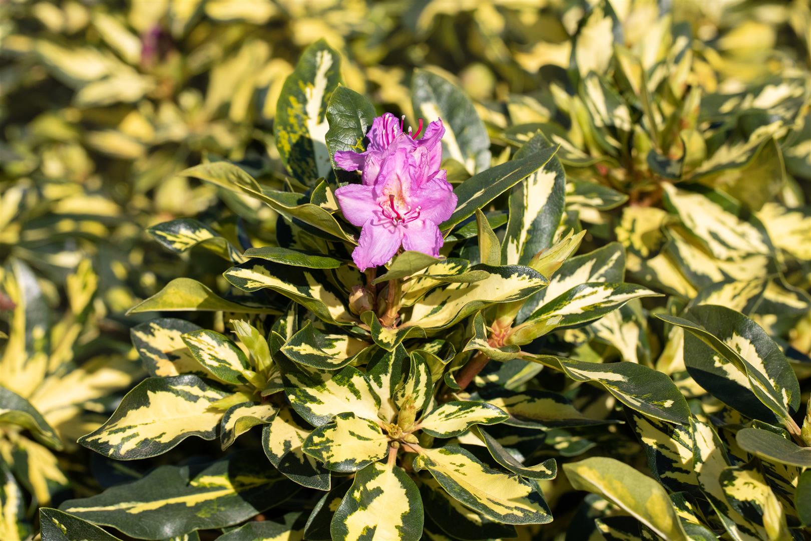 Rhododendron Hybr. 'Blattgold', Rhododendron, gelbgr&uuml;n, 30&ndash;40 cm - Bild 1