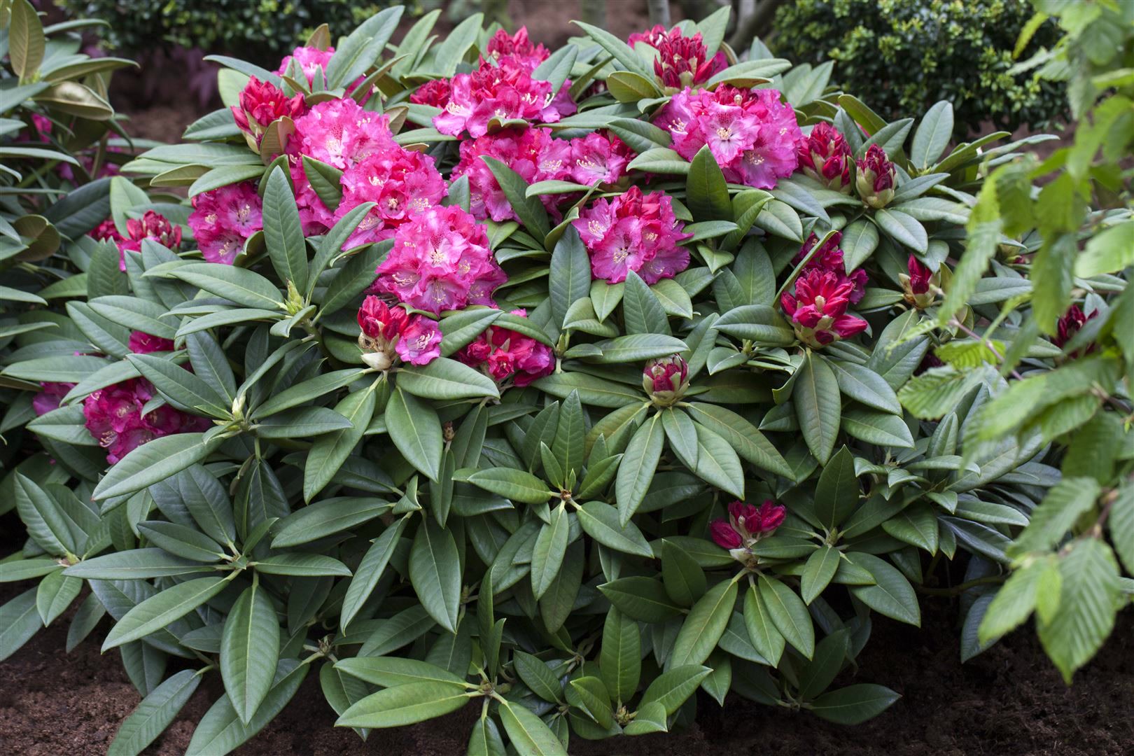 Rhododendron Hybr. 'Berliner Liebe', rosa Bl&uuml;ten, 30&ndash;40 cm - Bild 1