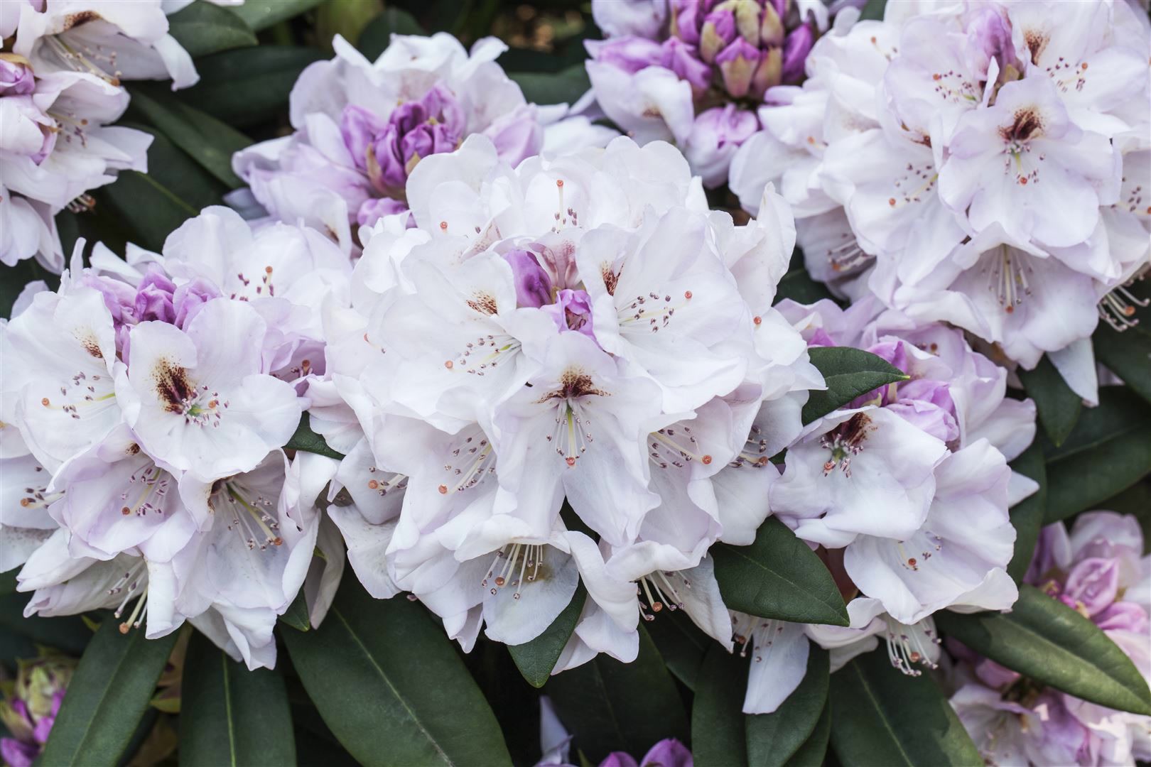 Rhododendron Hybr. 'Bismarck', Rhododendron, rosa, 30&ndash;40 cm - Bild 1