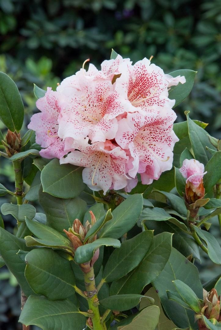 Rhododendron Hybr. 'Double Dots', rosa-wei&szlig;, 30&ndash;40 cm - Bild 1