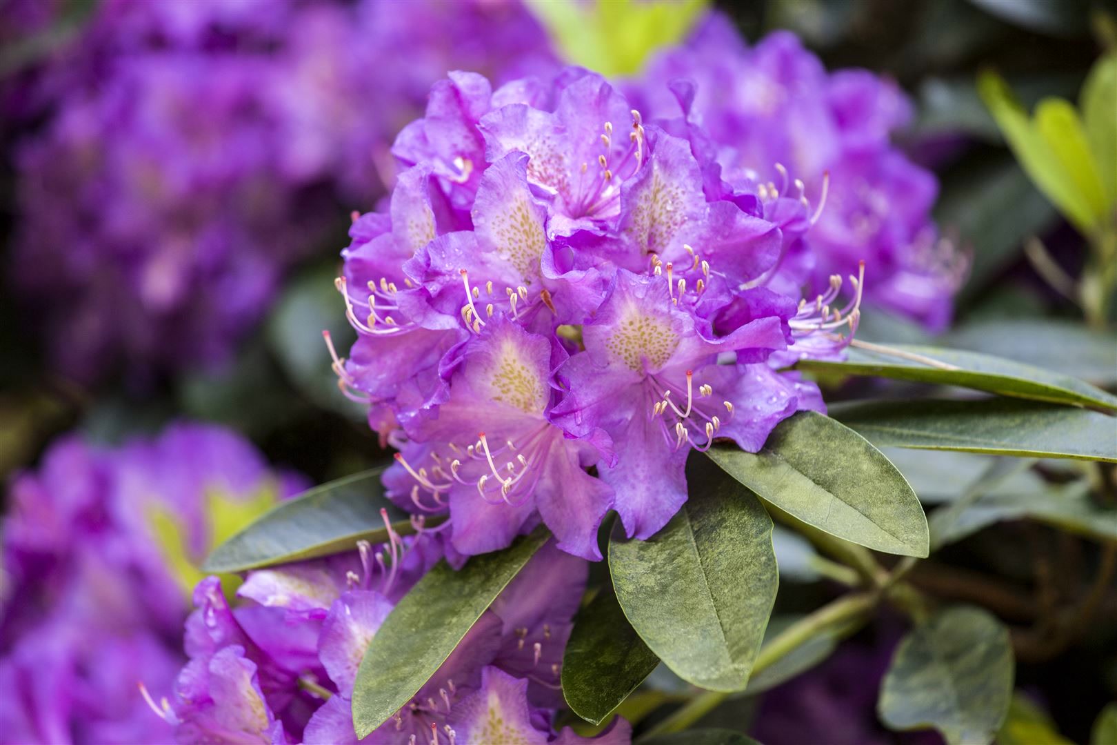 Rhododendron Hybr. 'Effner', Rhododendron, 30&ndash;40 cm, rosa Bl&uuml;ten - Bild 1