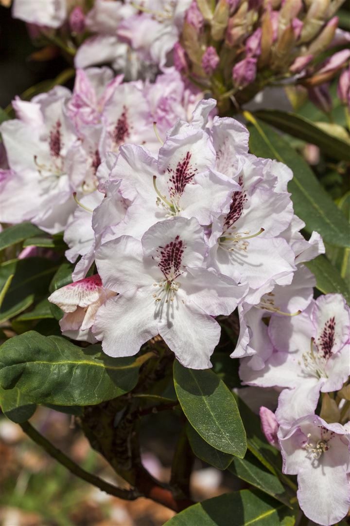 Rhododendron Hybr. 'Gudrun', Rhododendron, 30&ndash;40 cm, rosa Bl&uuml;ten - Bild 1