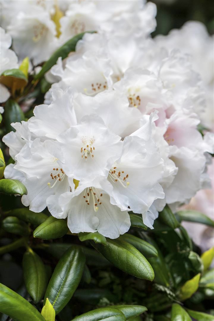 Rhododendron Hybr. 'Helene Schiffner', wei&szlig;, 30&ndash;40 cm - Bild 1