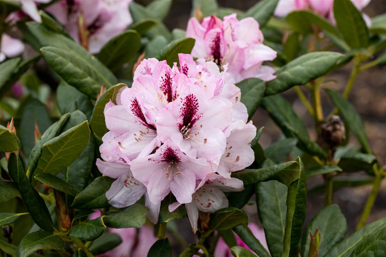 Rhododendron Hybr. 'Herbstfreude', Rhododendron, 30&ndash;40 cm - Bild 1