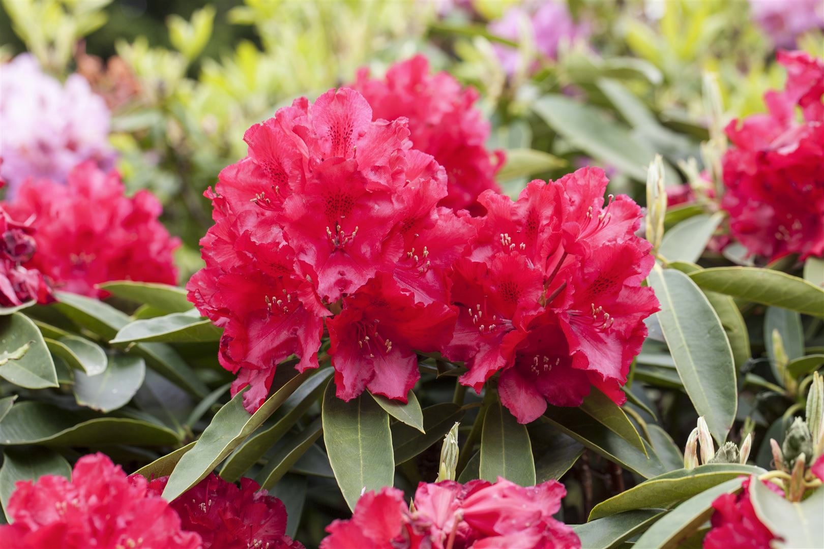 Rhododendron Hybr. 'Lagerfeuer', leuchtend rot, 30&ndash;40 cm - Bild 1