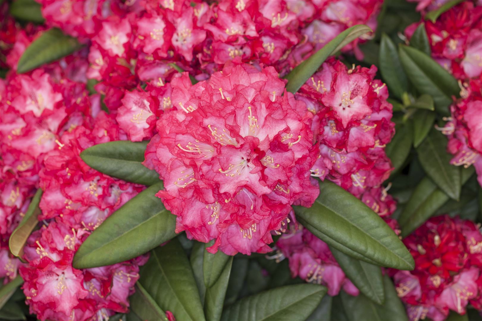 Rhododendron Hybr. 'Nofretete', Rhododendron, rosa Bl&uuml;ten, 30&ndash;40 cm - Bild 1