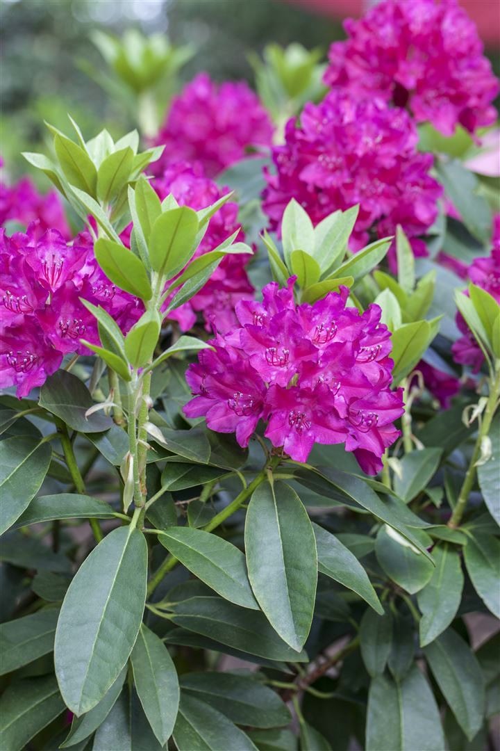 Rhododendron Hybr. 'Renata', Rhododendron, rot, 30&ndash;40 cm - Bild 1