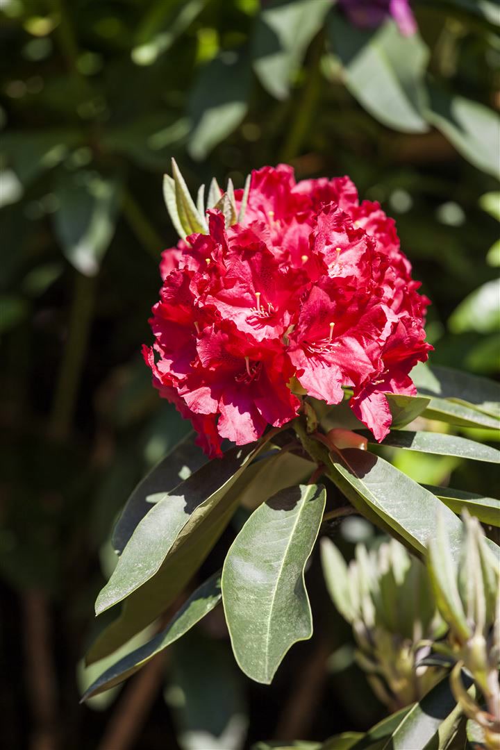 Rhododendron Hybr. 'Roter Korsar', rot, 30&ndash;40 cm - Bild 1