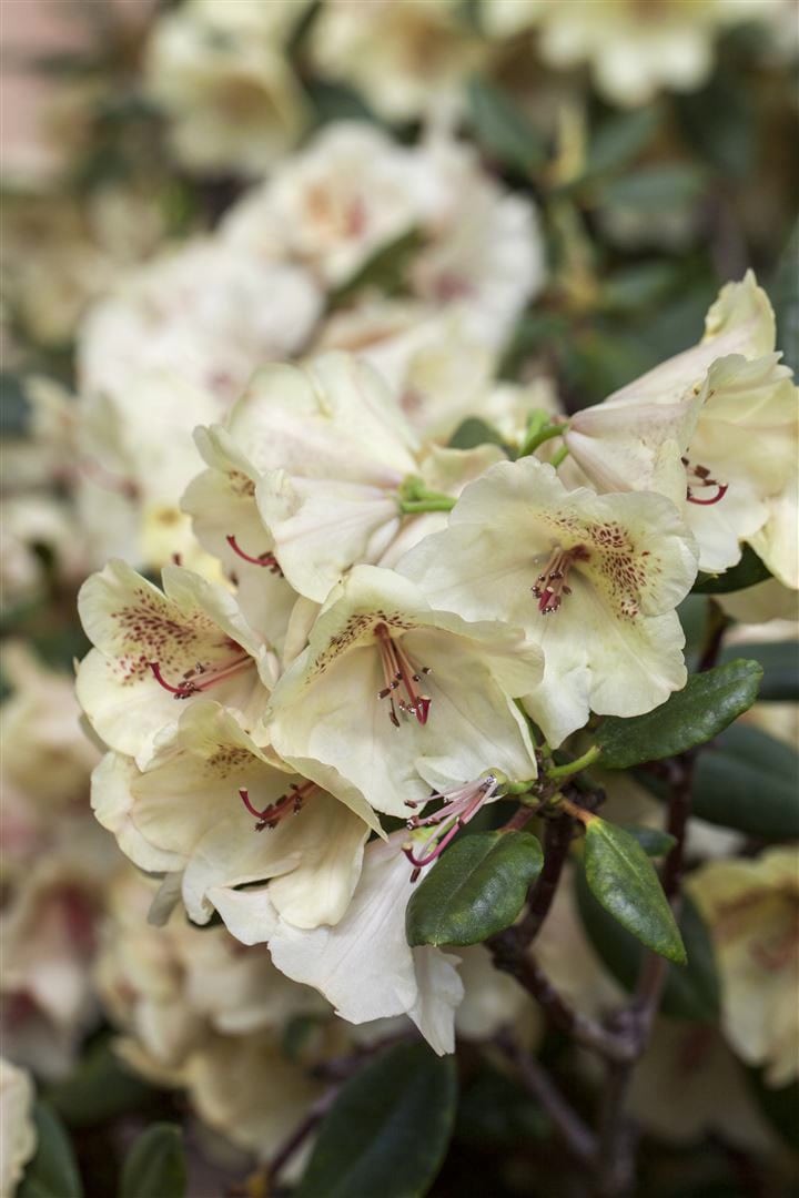 Rhododendron Hybr. 'Viscy', Rhododendron, 30&ndash;40 cm - Bild 1