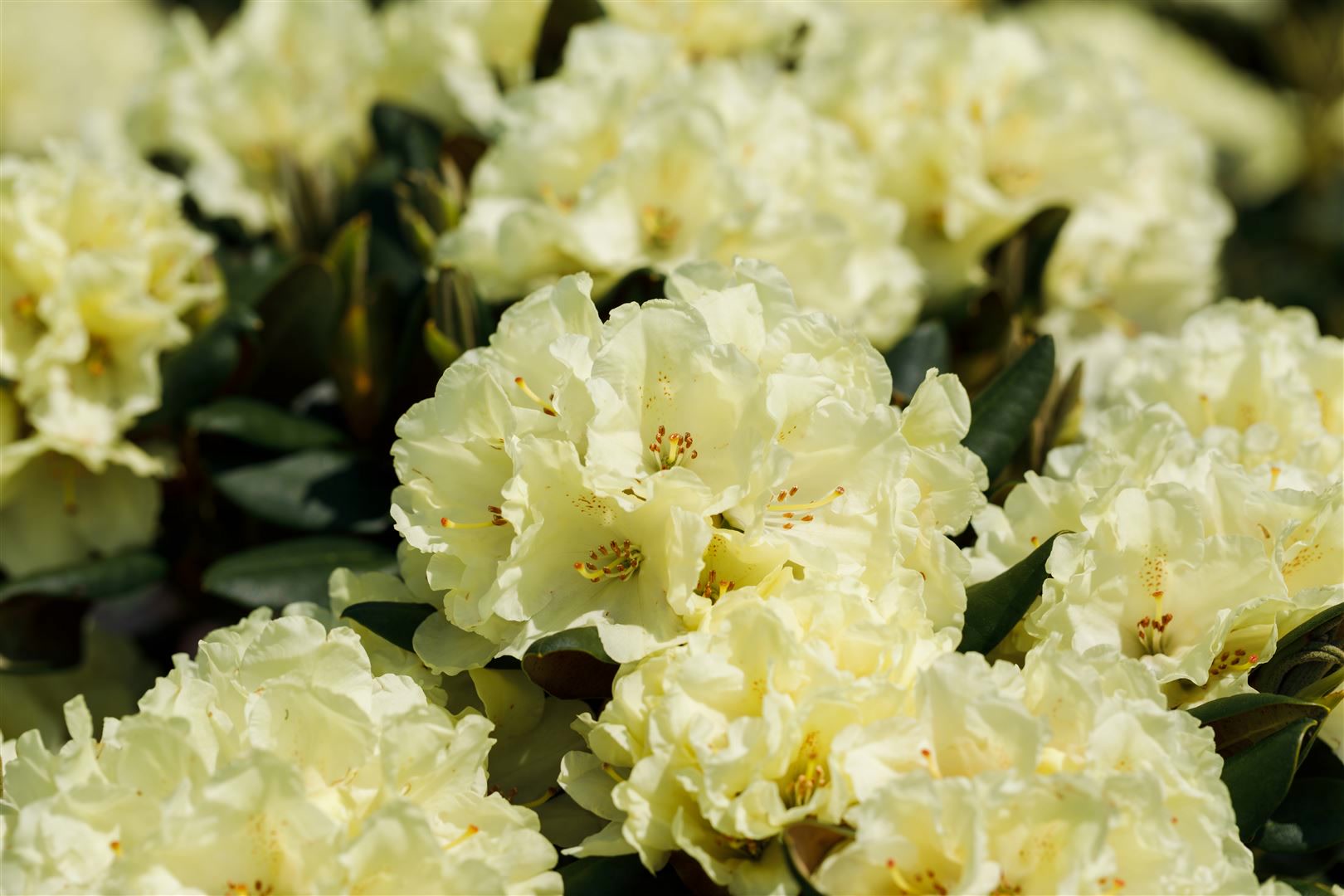 Rhododendron yakushimanum 'Centennial Gold', gelb, 30&ndash;40 cm - Bild 1