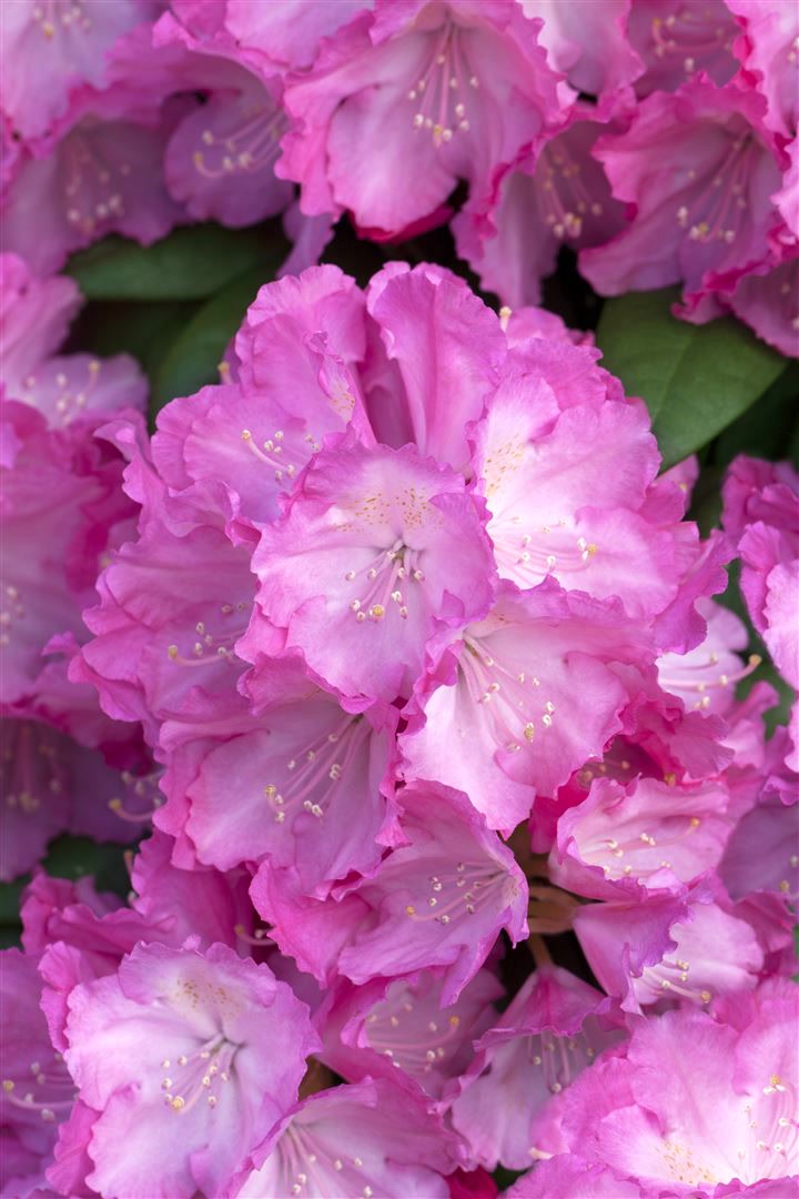 Rhododendron yakushimanum 'Polaris', rosa Bl&uuml;ten, 30&ndash;40 cm - Bild 1