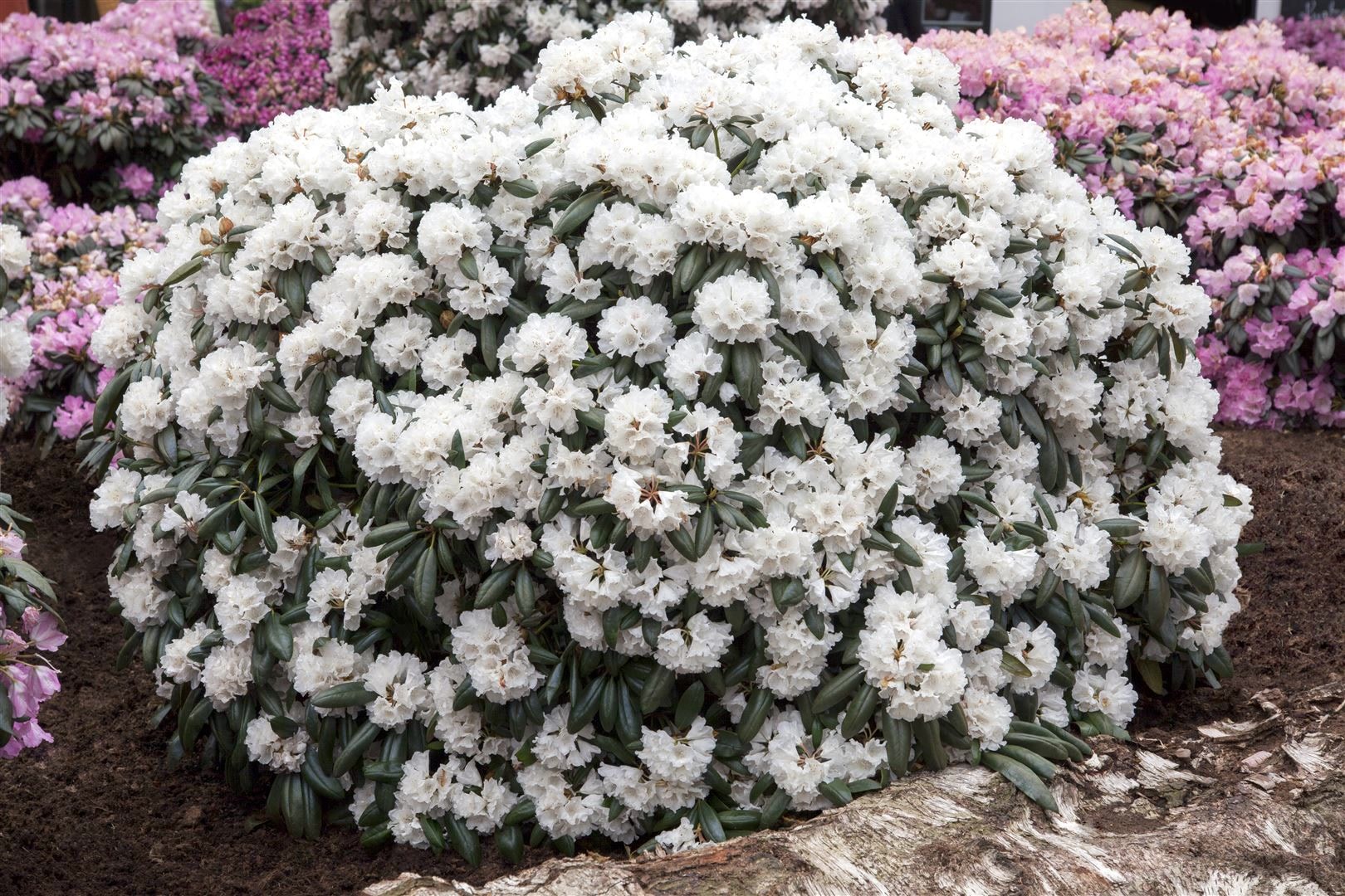 Rhododendron yakushimanum 'Schneekissen', wei&szlig;, 30&ndash;40 cm - Bild 1