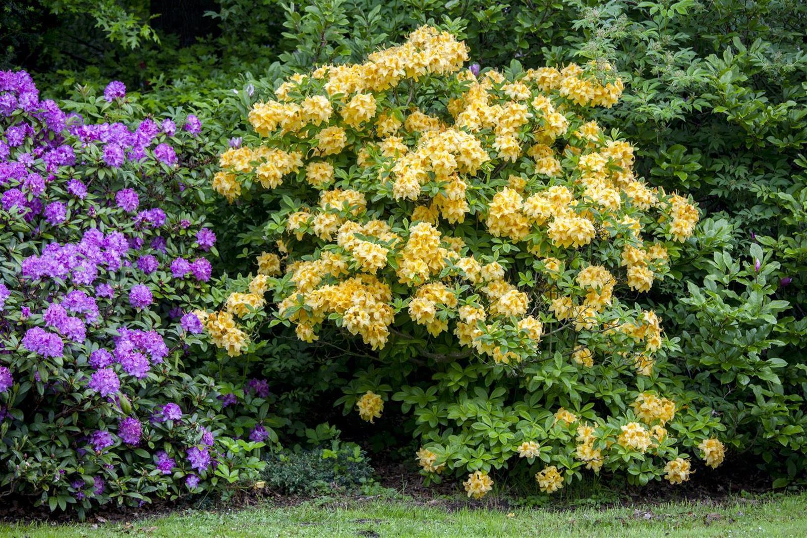 Rhododendron luteum 'Goldpracht', gelb, 40&ndash;50 cm - Bild 1