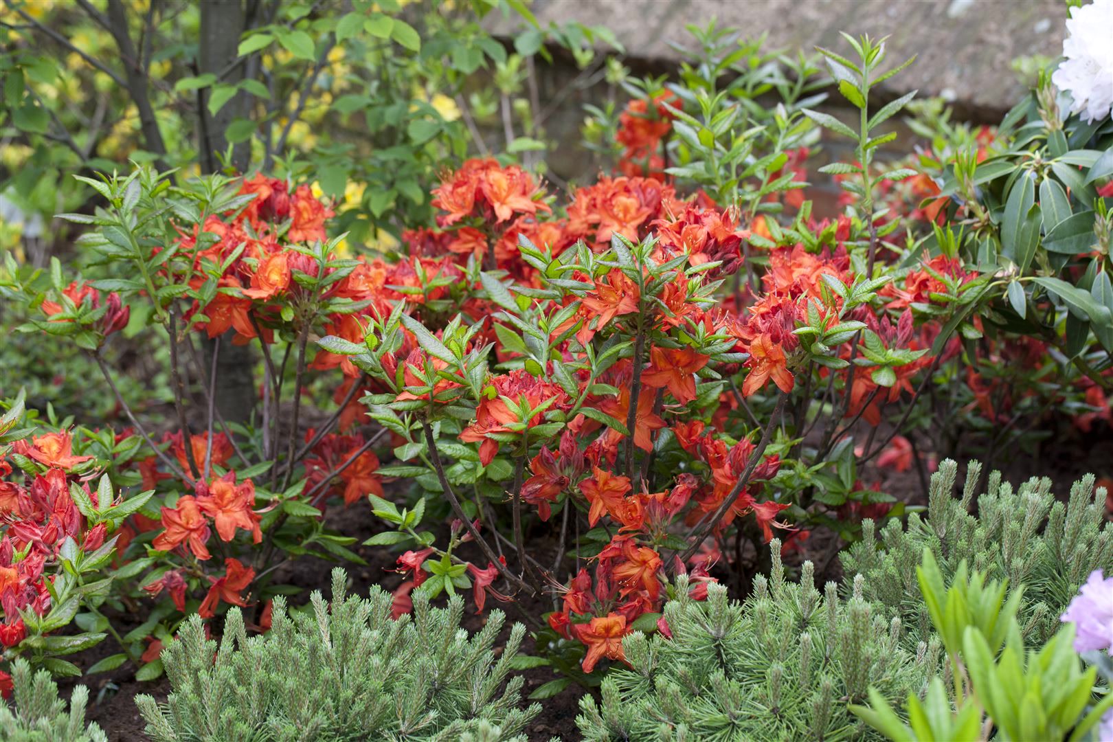 Rhododendron luteum 'Parkfeuer', gelb-orange, 40&ndash;50 cm - Bild 1