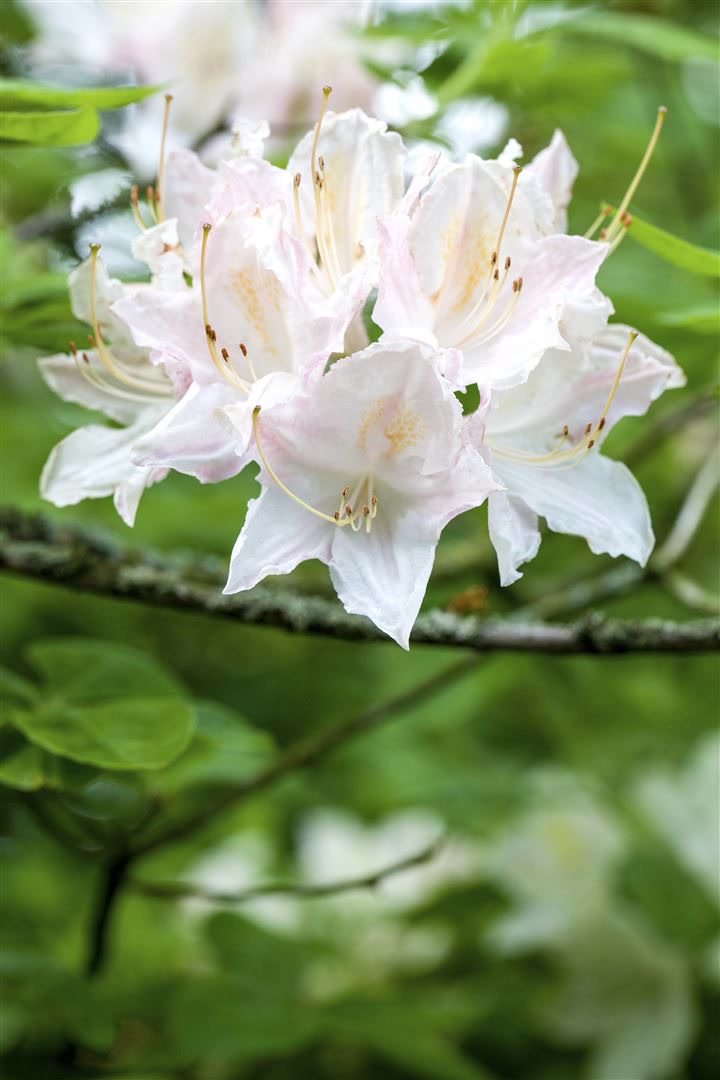 Rhododendron luteum 'Whitethroat', gelb, 40&ndash;50 cm - Bild 1