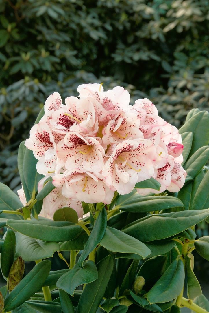 Rhododendron Hybr. 'Prinses Maxima', rosa Bl&uuml;ten, 30&ndash;40 cm - Bild 1