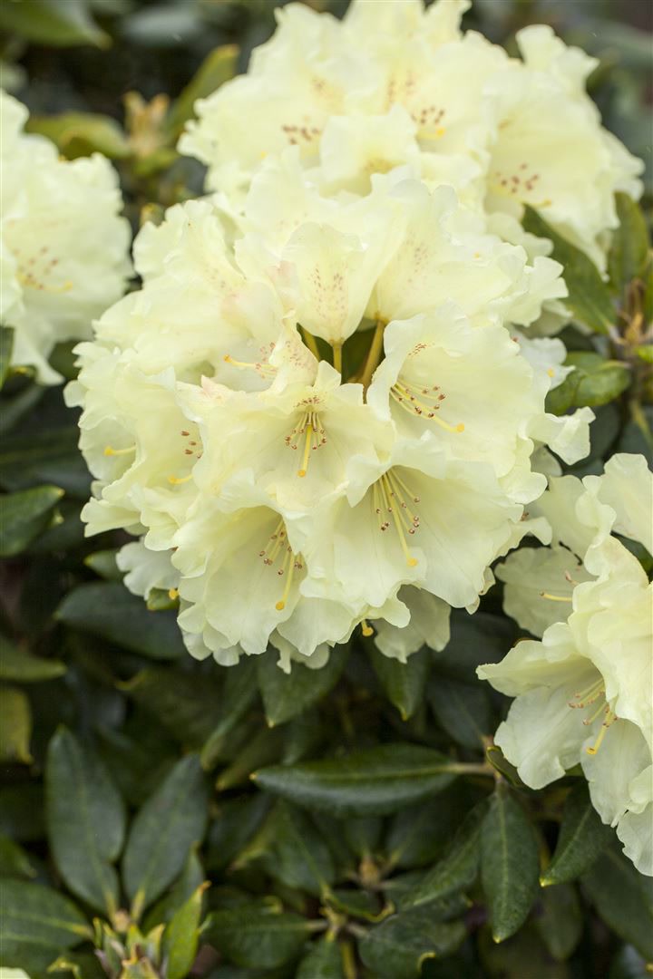 Rhododendron Hybr. 'Goldkrone', gelb, 30&ndash;40 cm - Bild 1