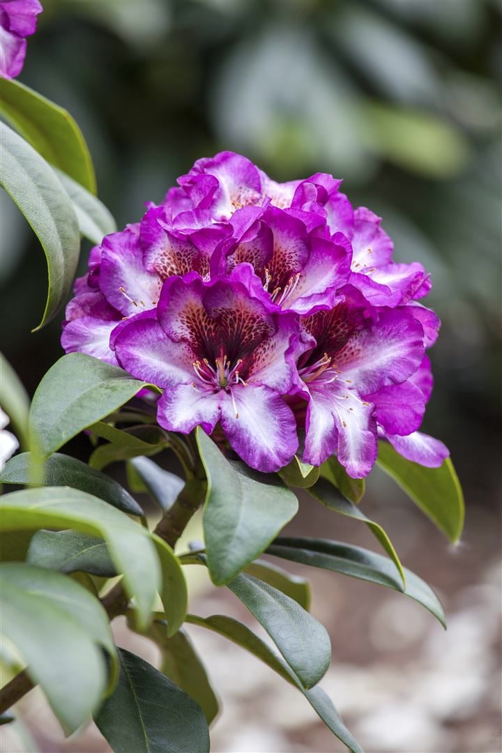 Rhododendron Hybr. 'Hans Hachmann', Rhododendron, rot, 30&ndash;40 cm - Bild 1