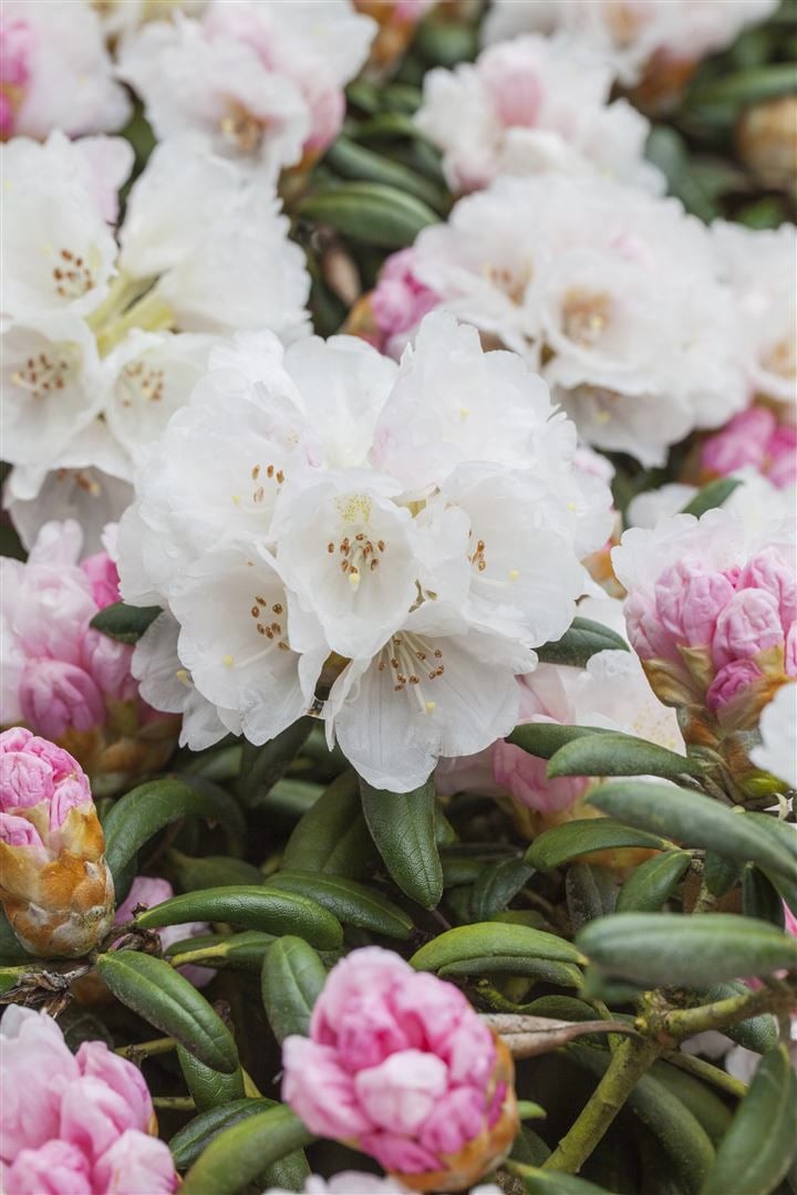 Rhododendron yakushimanum 'Koichiro Wada', wei&szlig;, 30&ndash;40 cm - Bild 1