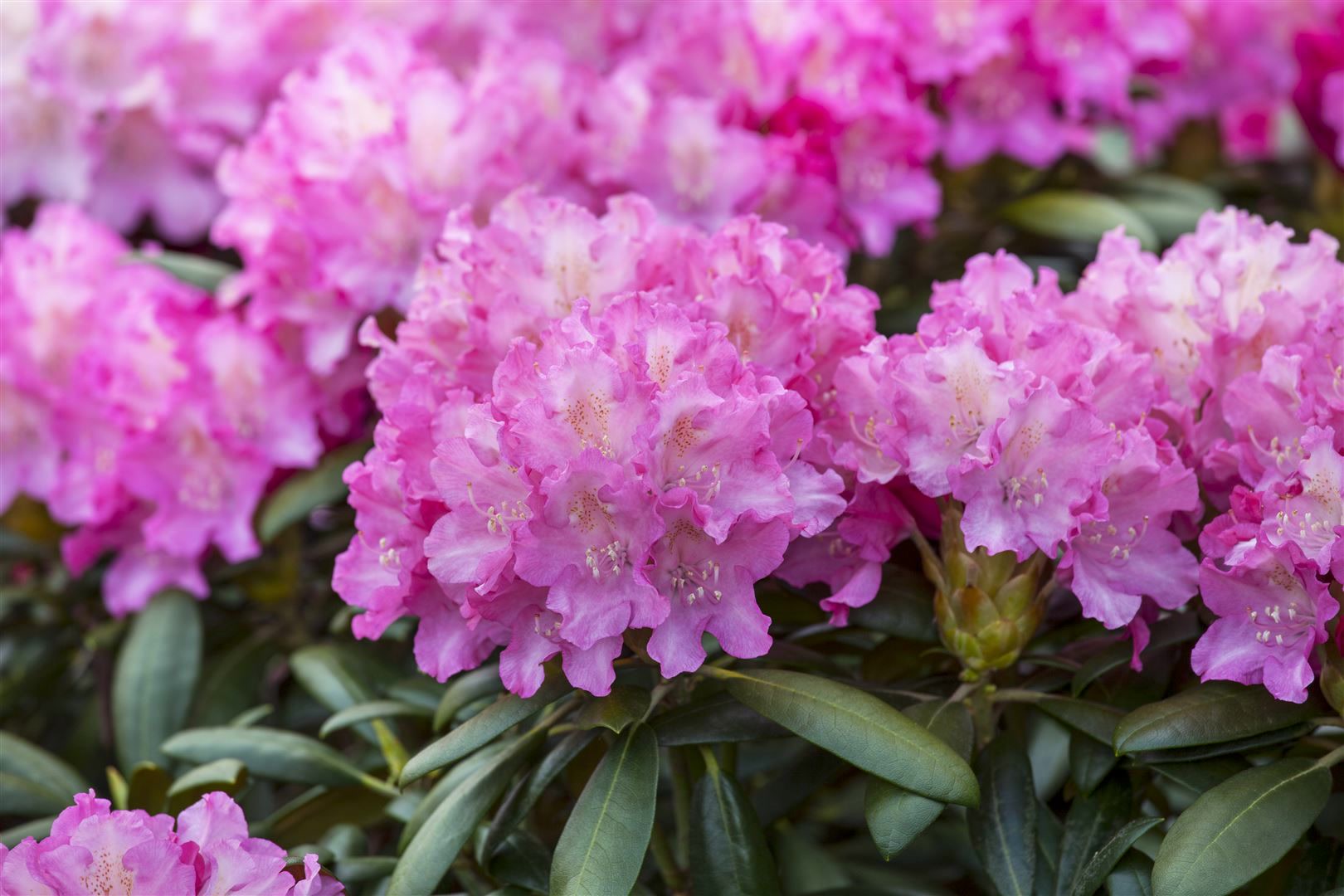 Rhododendron Hybr. 'Anastasia', Rhododendron, rosa Bl&uuml;ten, 40&ndash;50 cm - Bild 1